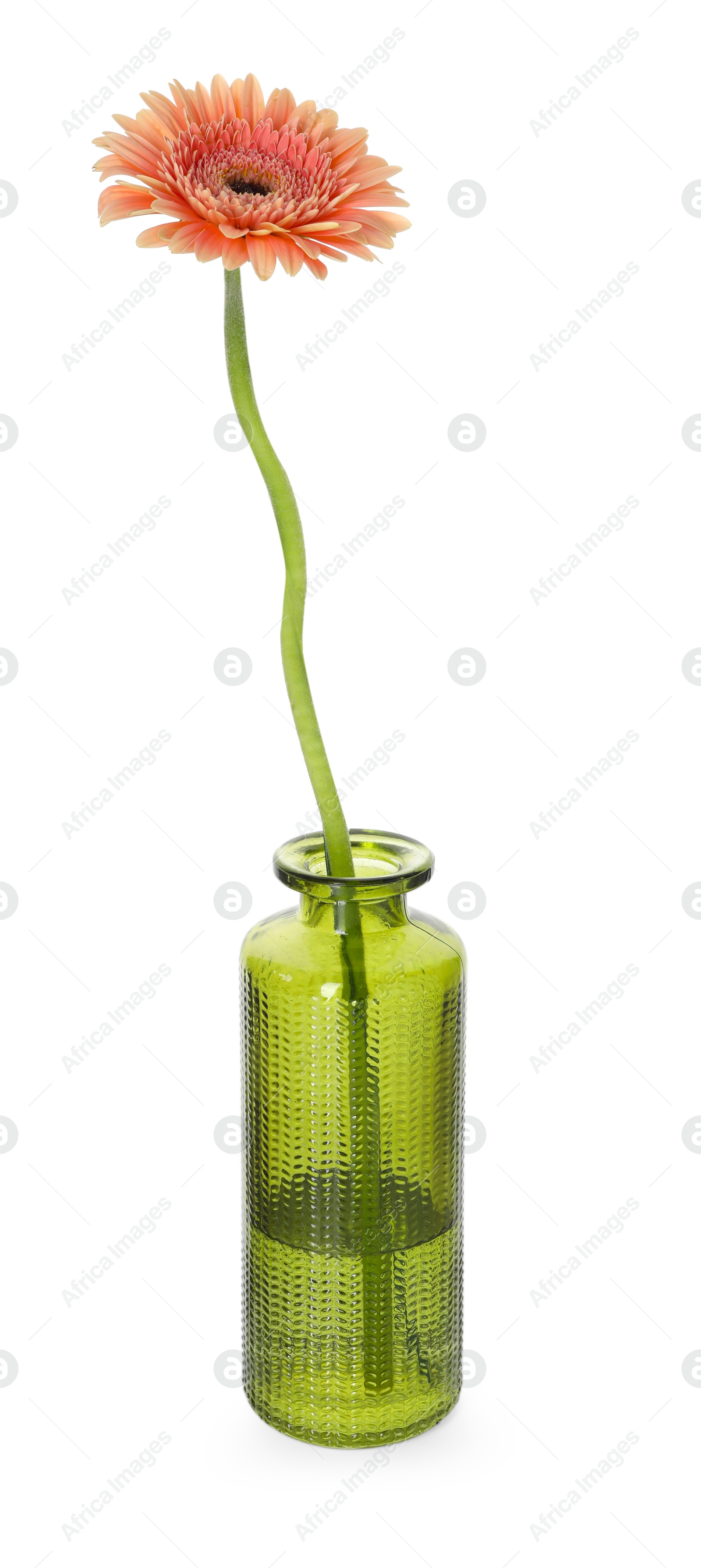 Photo of Beautiful gerbera flower in glass vase isolated on white