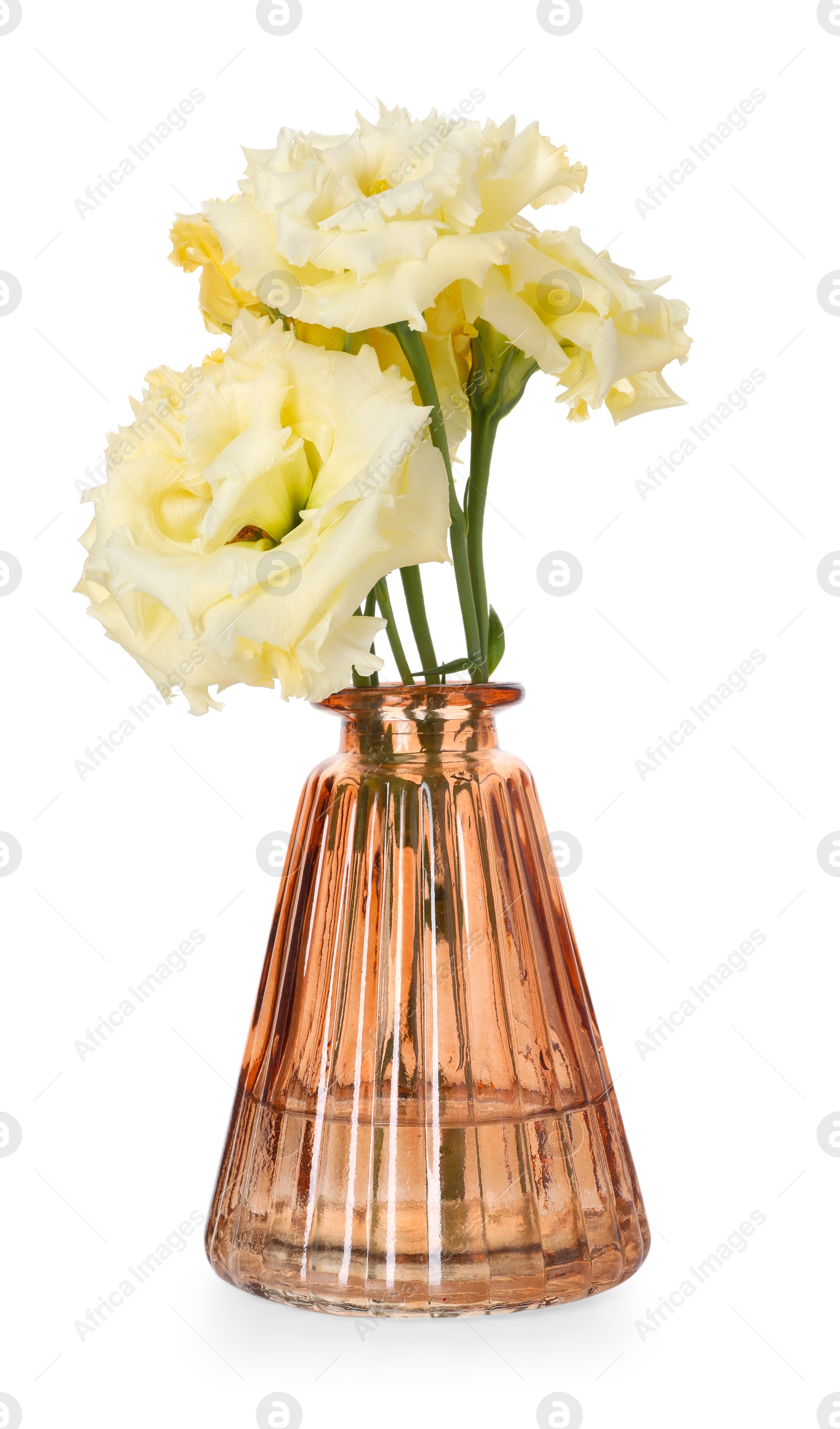 Beautiful eustoma flowers in glass vase isolated on white Photo of Beautiful eustoma flowers in glass vase isolated on white