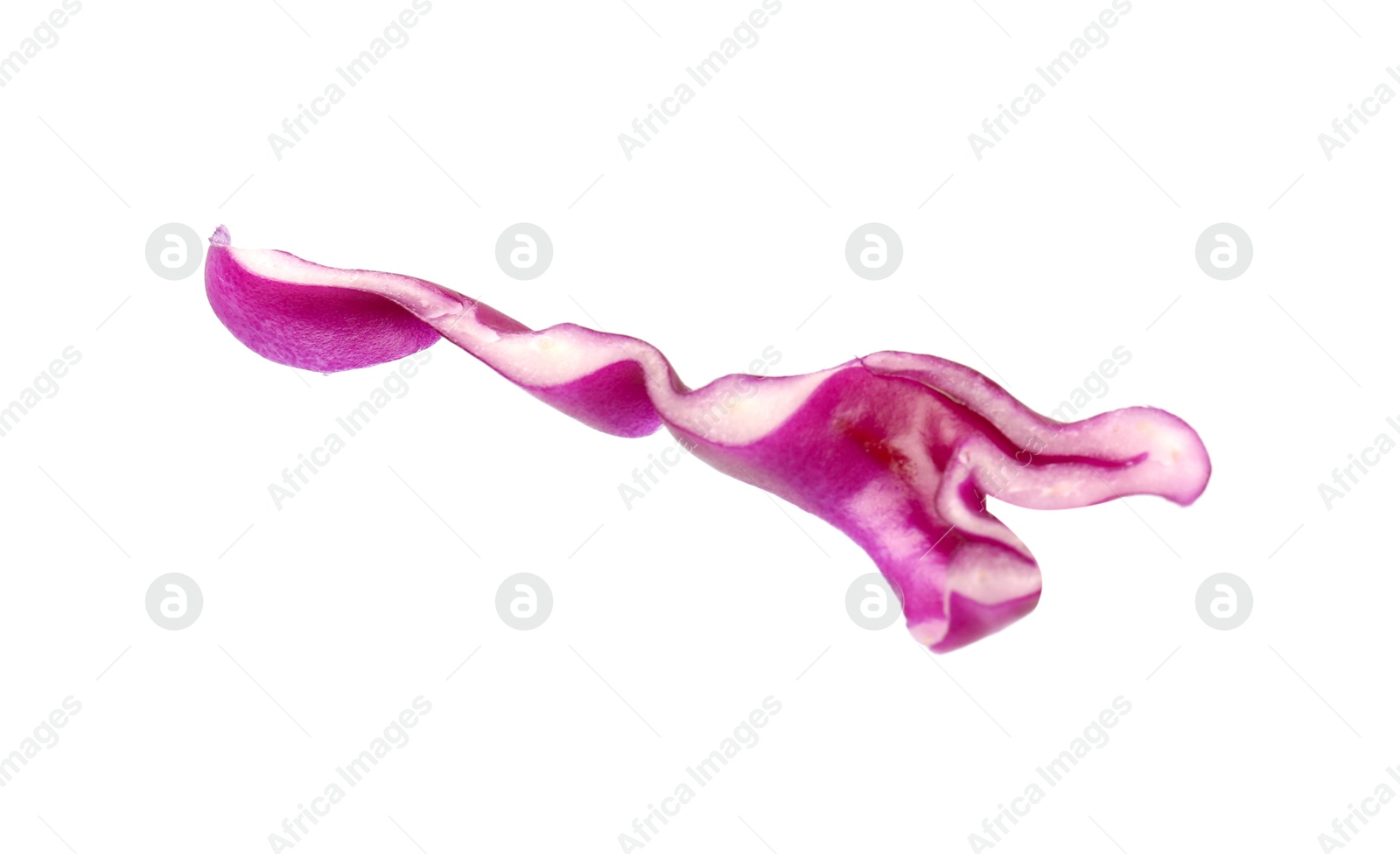 One slice of fresh red cabbage isolated on white Photo of One slice of fresh red cabbage isolated on white