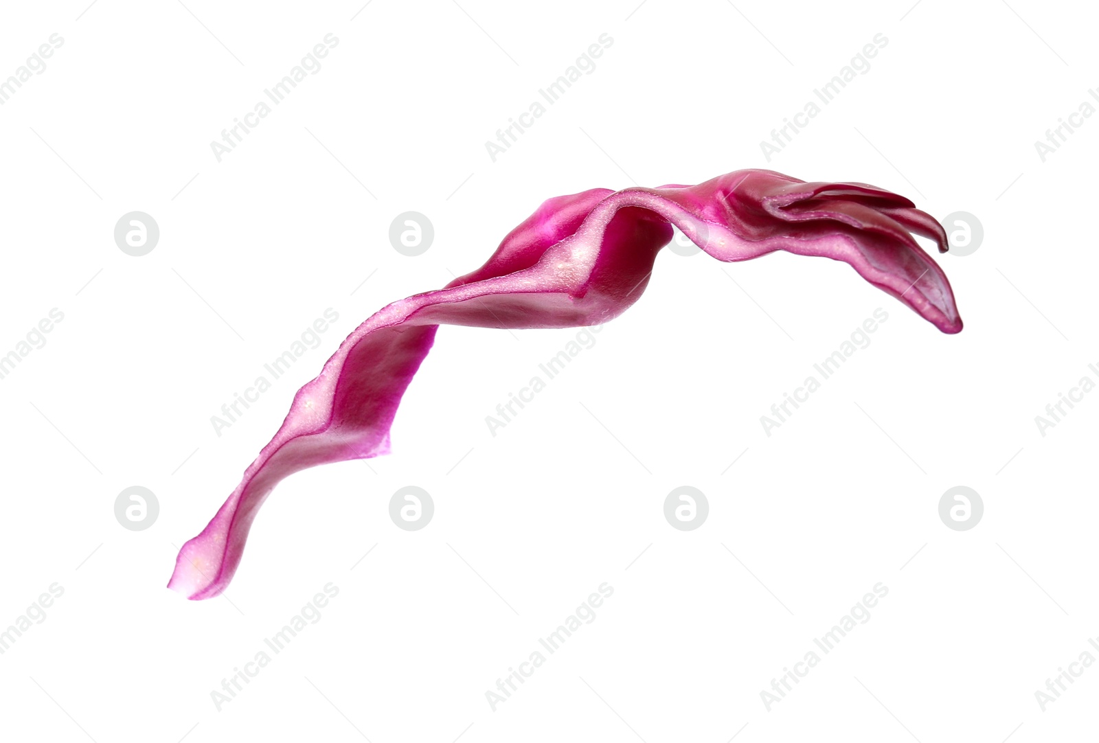 One slice of fresh red cabbage isolated on white Photo of One slice of fresh red cabbage isolated on white
