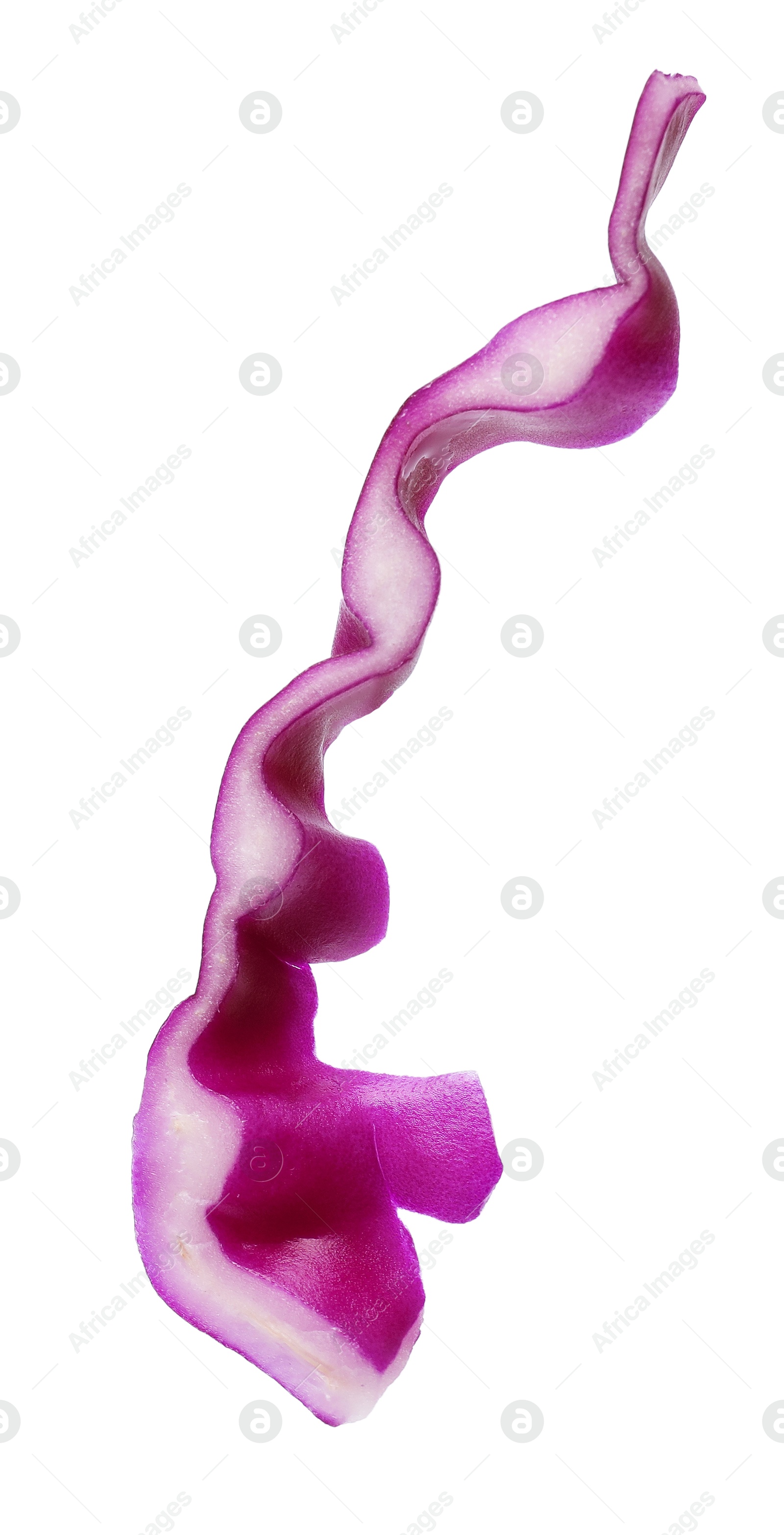 Photo of One slice of fresh red cabbage isolated on white