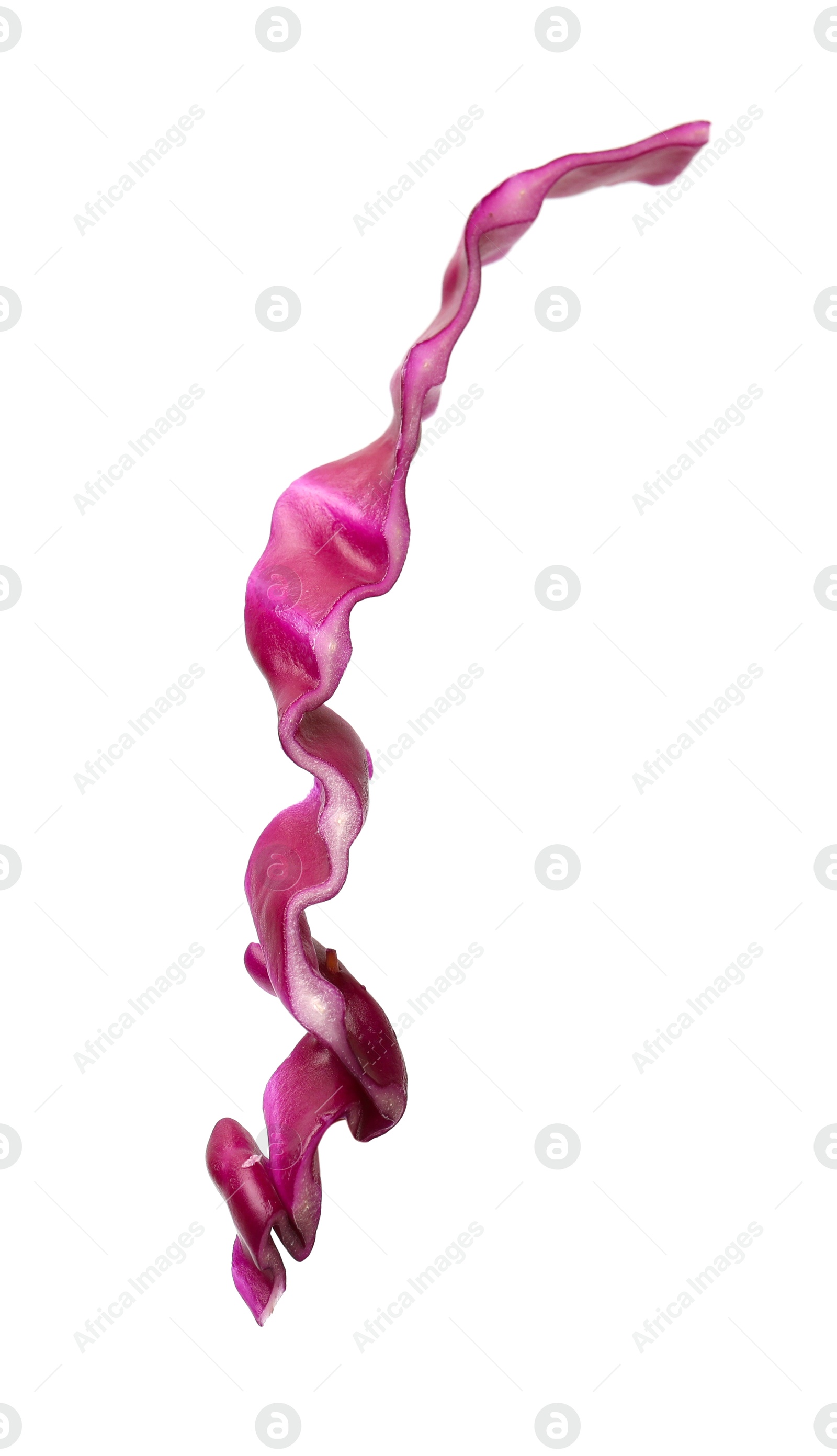 Photo of One slice of fresh red cabbage isolated on white