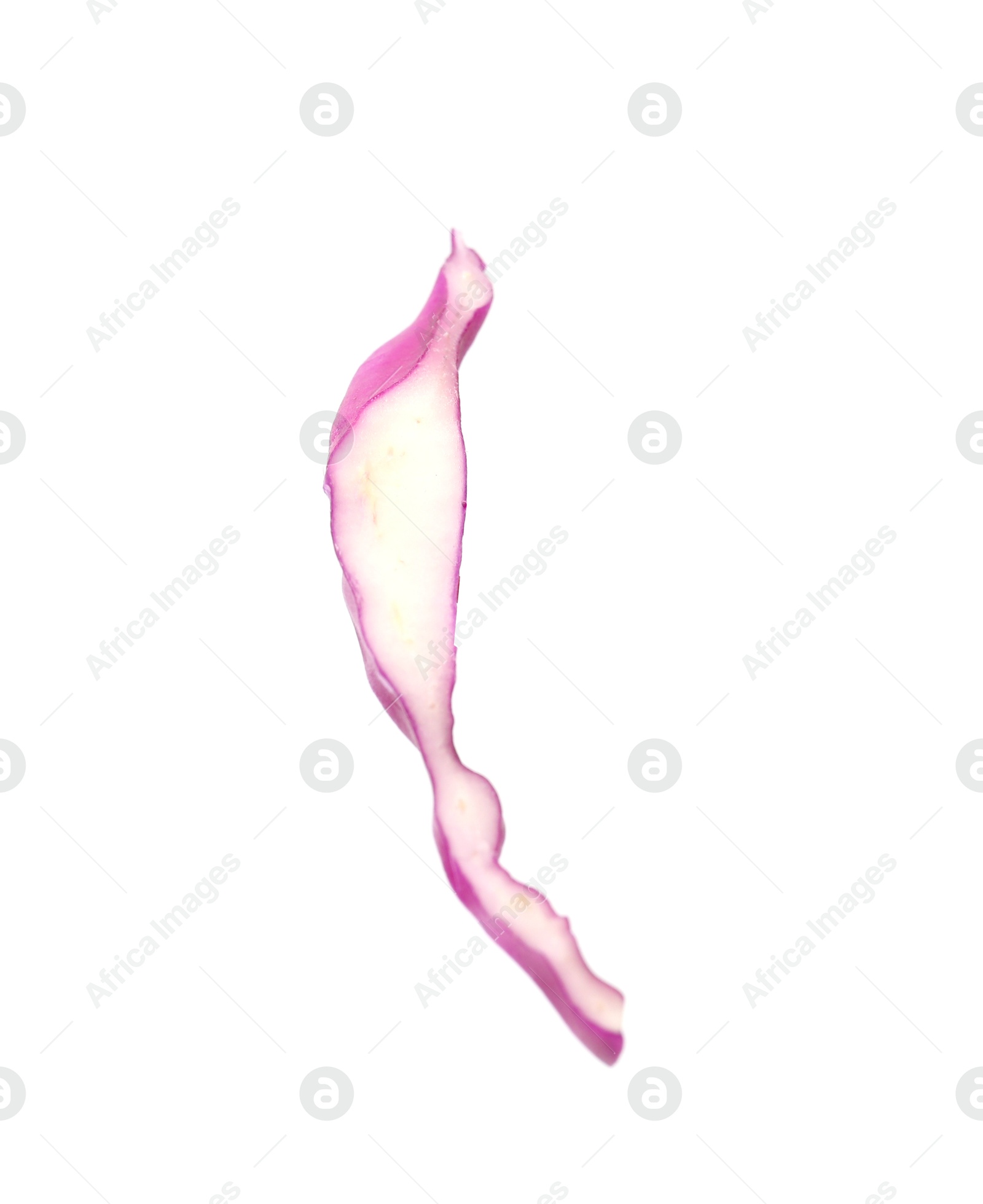 One slice of fresh red cabbage isolated on white Photo of One slice of fresh red cabbage isolated on white