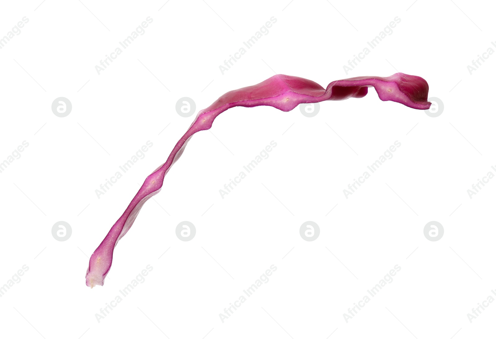 One slice of fresh red cabbage isolated on white Photo of One slice of fresh red cabbage isolated on white