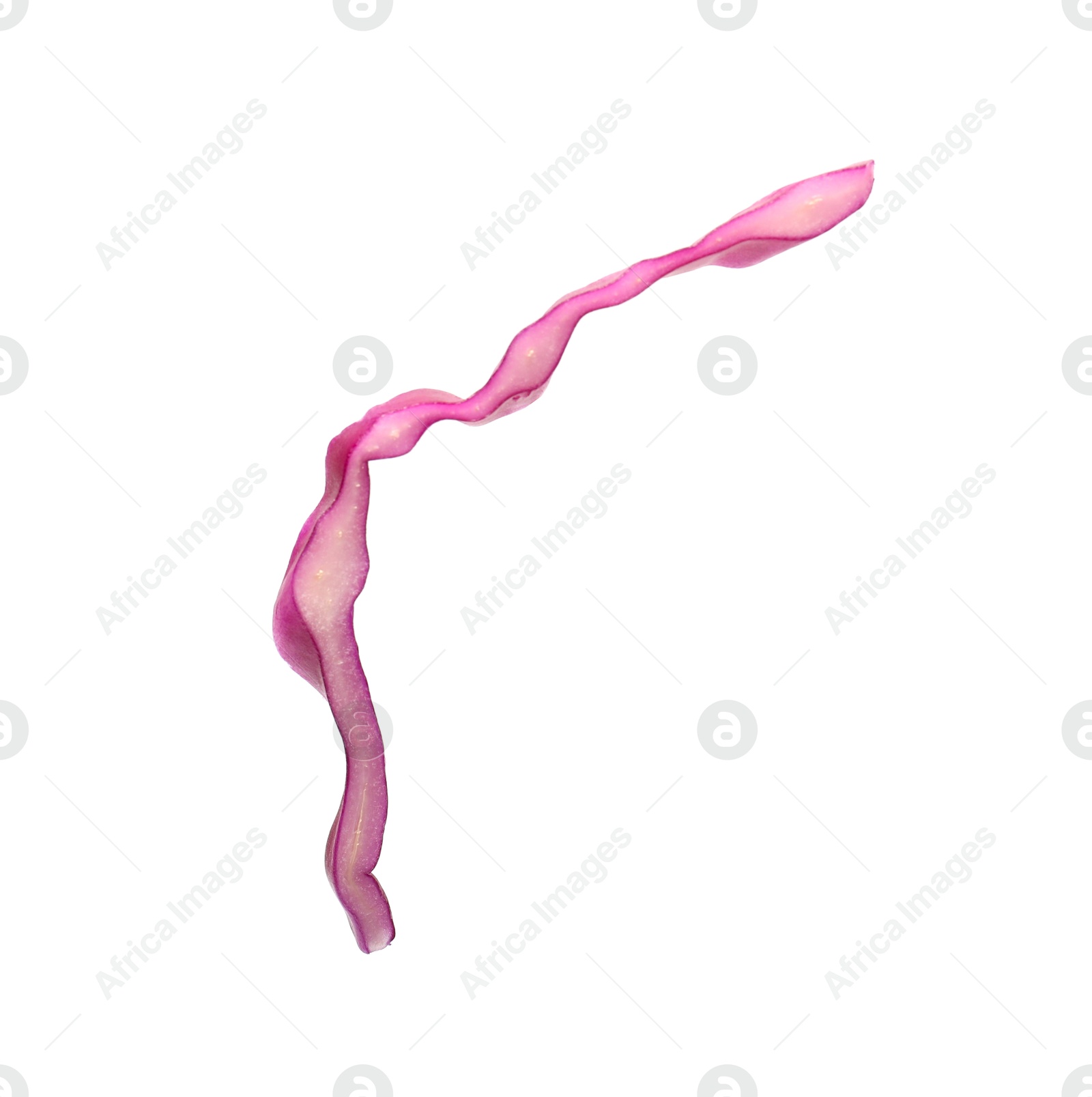 One slice of fresh red cabbage isolated on white Photo of One slice of fresh red cabbage isolated on white