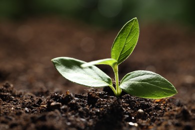 Photo of Young plant with green leaves growing from soil outdoors, closeup