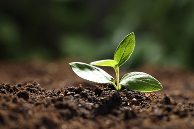 Photo of Young plant with green leaves growing from soil outdoors, closeup. Space for text