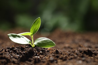 Photo of Young plant with green leaves growing from soil outdoors, closeup. Space for text