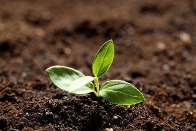 Photo of Young plant with green leaves growing from soil, closeup