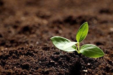 Photo of Young plant with green leaves growing from soil, closeup. Space for text