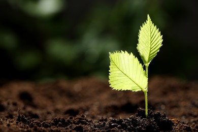 Photo of Young plant with green leaves growing from soil outdoors, closeup. Space for text