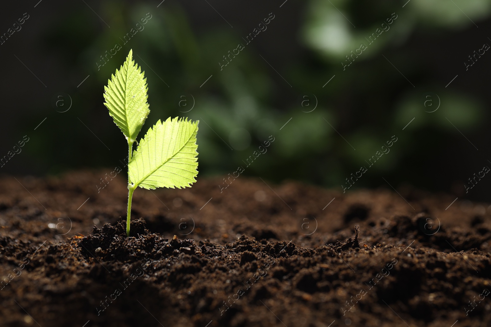 Photo of Young plant with green leaves growing from soil outdoors, closeup. Space for text