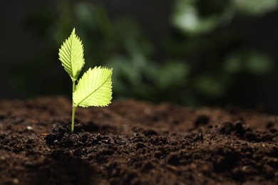 Photo of Young plant with green leaves growing from soil outdoors, closeup. Space for text