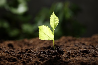 Photo of Young plant with green leaves growing from soil outdoors, closeup
