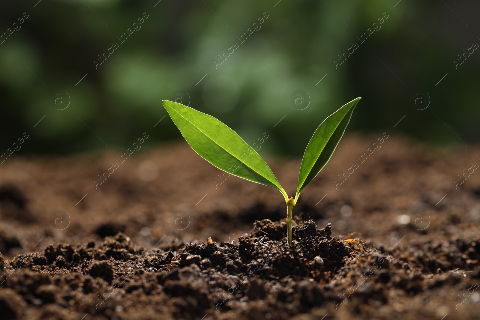 Photo of Young plant with green leaves growing from soil outdoors, closeup