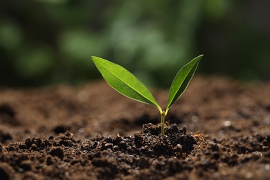 Photo of Young plant with green leaves growing from soil outdoors, closeup