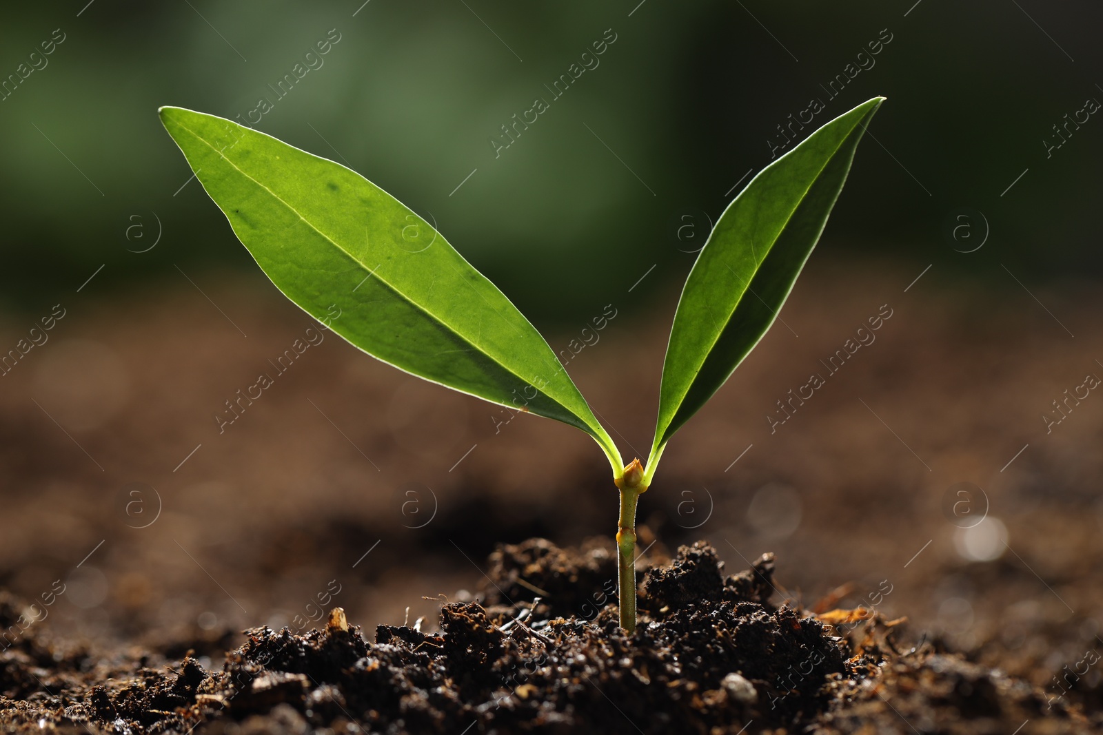 Photo of Young plant with green leaves growing from soil outdoors, closeup