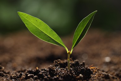 Photo of Young plant with green leaves growing from soil outdoors, closeup