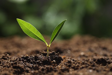Photo of Young plant with green leaves growing from soil outdoors, closeup. Space for text