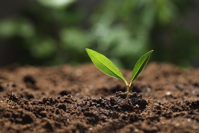 Photo of Young plant with green leaves growing from soil outdoors, closeup. Space for text