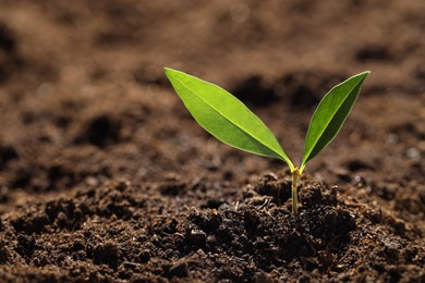 Photo of Young plant with green leaves growing from soil, closeup