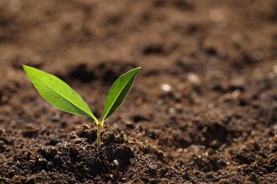 Photo of Young plant with green leaves growing from soil, closeup. Space for text