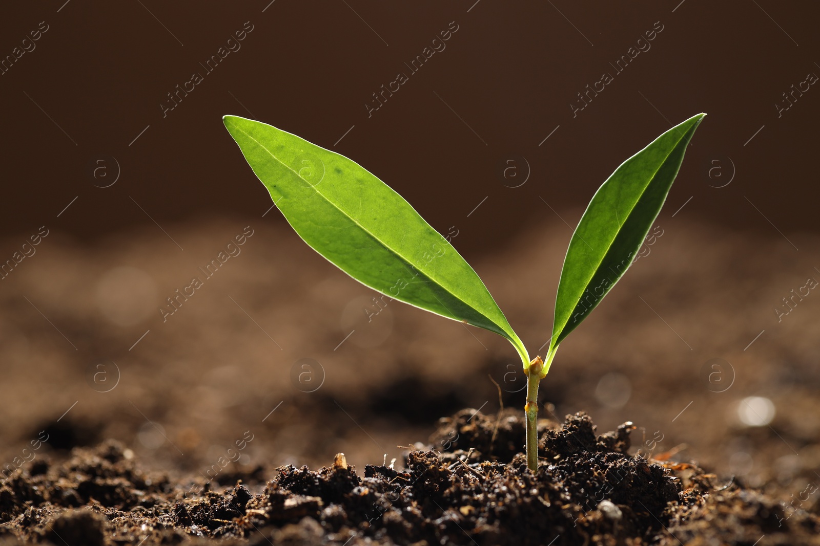 Photo of Young plant with green leaves growing from soil outdoors, closeup
