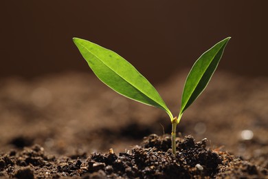 Photo of Young plant with green leaves growing from soil outdoors, closeup