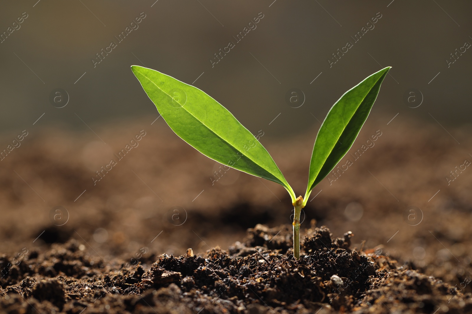 Photo of Young plant with green leaves growing from soil outdoors, closeup