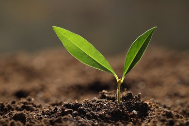 Photo of Young plant with green leaves growing from soil outdoors, closeup