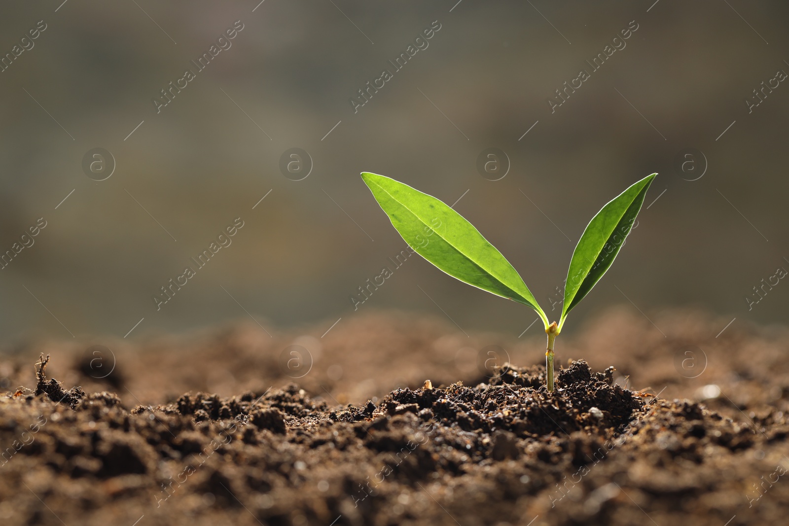 Photo of Young plant with green leaves growing from soil outdoors, closeup. Space for text