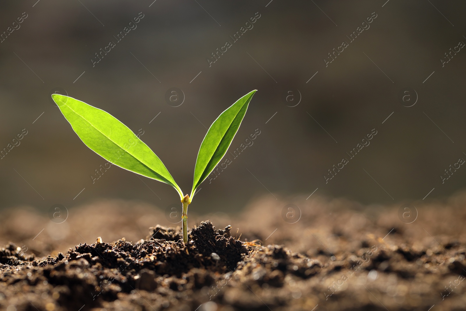 Photo of Young plant with green leaves growing from soil outdoors, closeup. Space for text