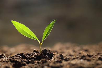 Photo of Young plant with green leaves growing from soil outdoors, closeup. Space for text