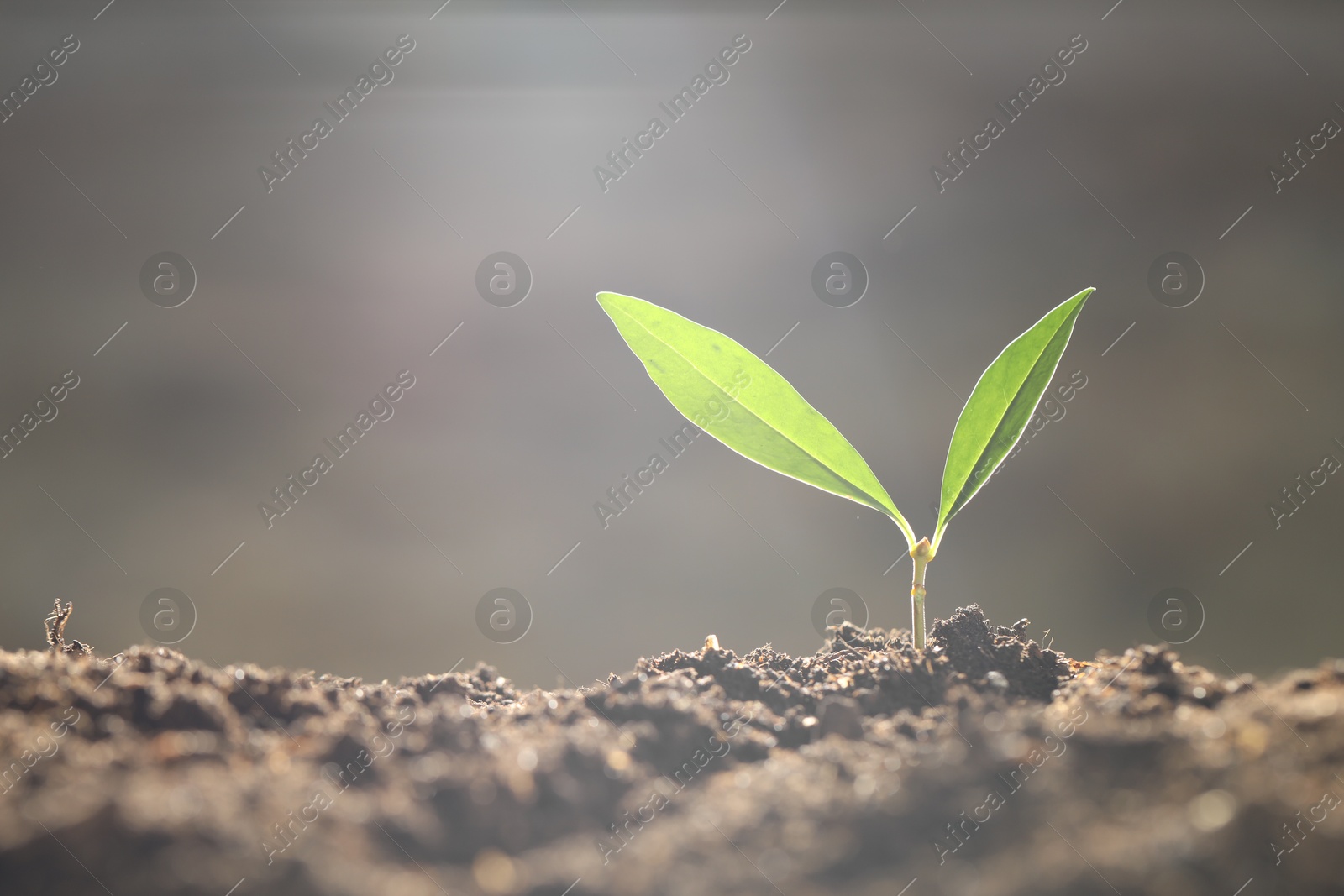 Photo of Young plant with green leaves growing from soil outdoors, closeup. Space for text