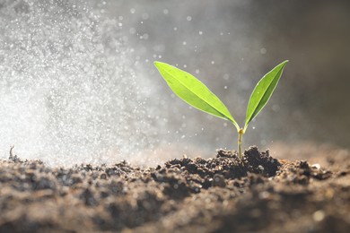 Photo of Water drops falling onto young plant with green leaves in soil outdoors, closeup. Space for text
