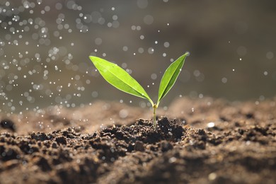 Photo of Water drops falling onto young plant with green leaves in soil outdoors, closeup