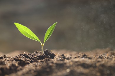 Photo of Water drops falling onto young plant with green leaves in soil outdoors, closeup. Space for text