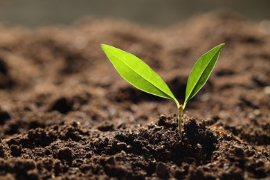 Photo of Young plant with green leaves growing from soil outdoors, closeup. Space for text