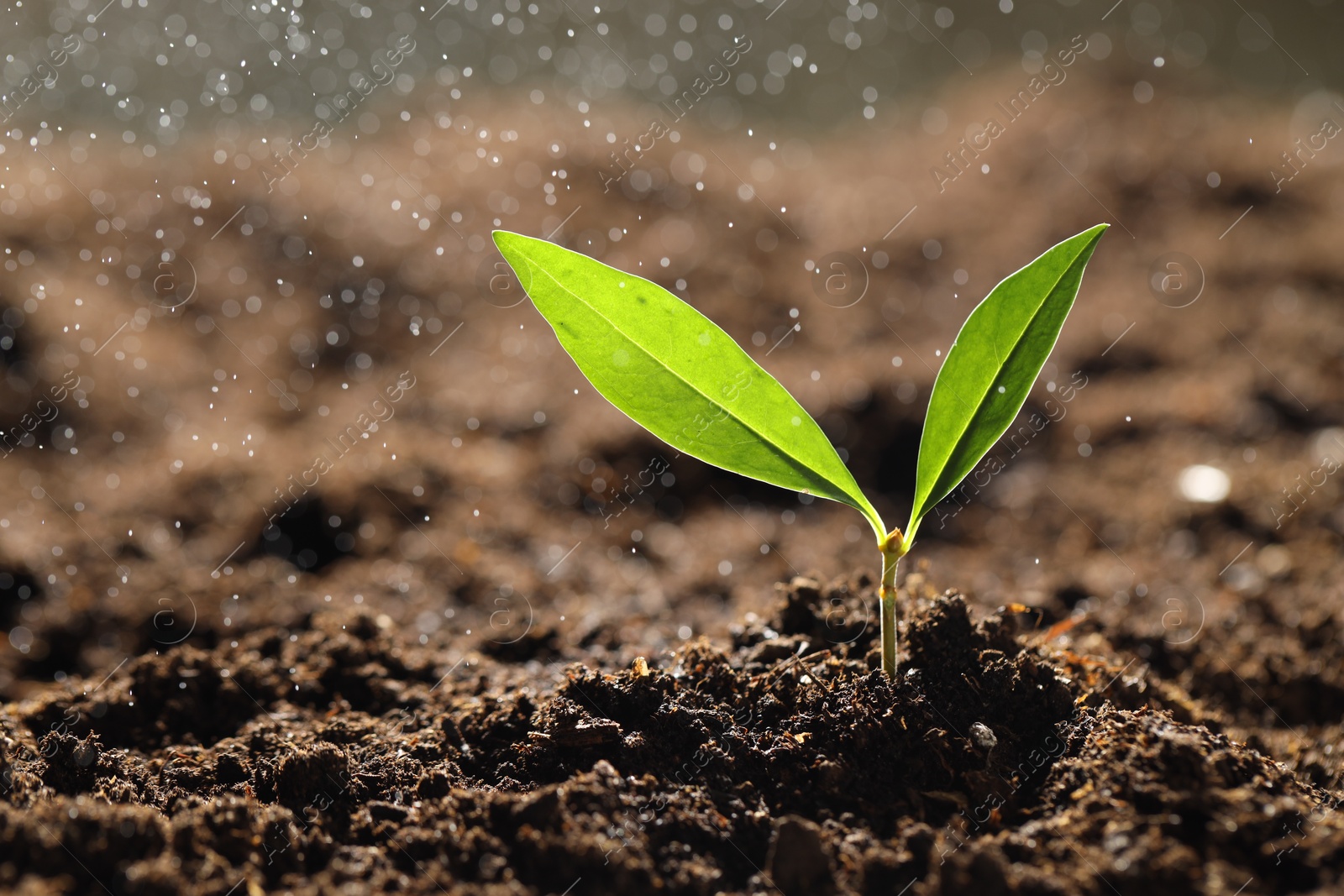 Photo of Water drops falling onto young plant with green leaves in soil outdoors, closeup