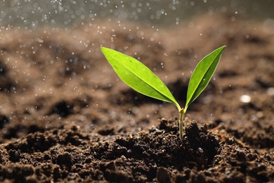 Photo of Water drops falling onto young plant with green leaves in soil outdoors, closeup