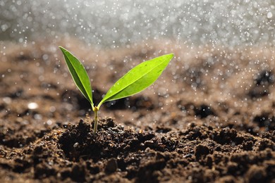 Photo of Water drops falling onto young plant with green leaves in soil outdoors, closeup. Space for text