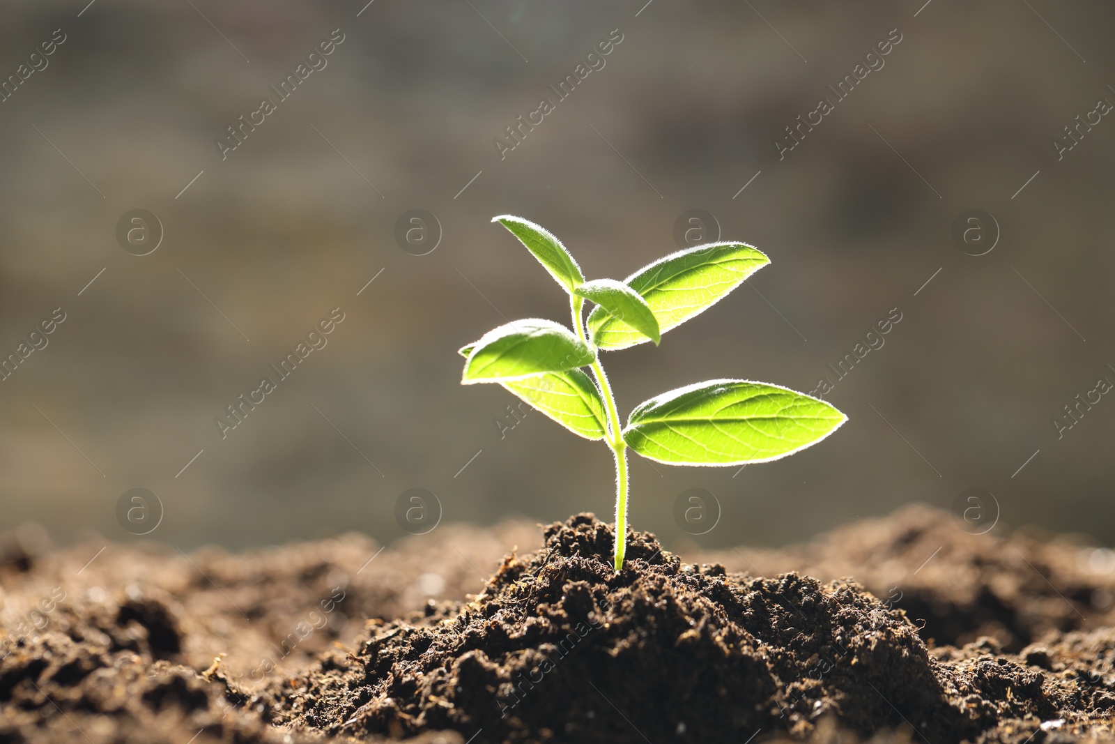 Photo of Young plant with green leaves growing from soil outdoors, closeup