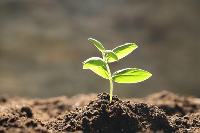 Photo of Young plant with green leaves growing from soil outdoors, closeup