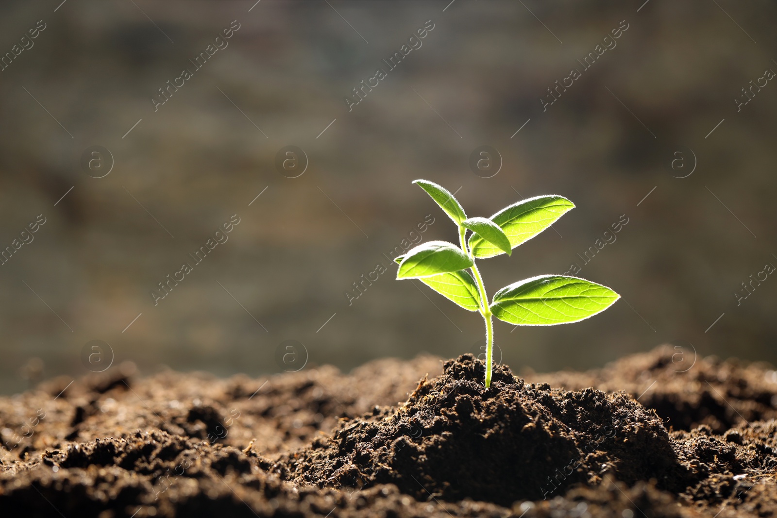 Photo of Young plant with green leaves growing from soil outdoors, closeup. Space for text