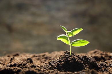 Photo of Young plant with green leaves growing from soil outdoors, closeup. Space for text