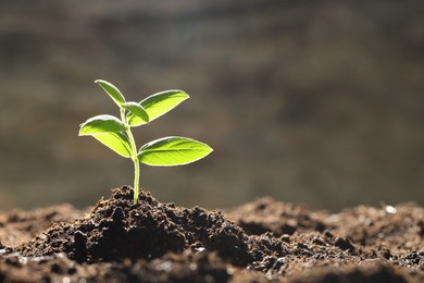 Photo of Young plant with green leaves growing from soil outdoors, closeup. Space for text