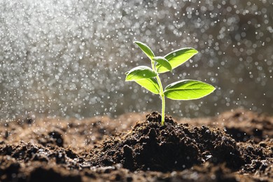 Photo of Water drops falling onto young plant with green leaves in soil outdoors, closeup. Space for text