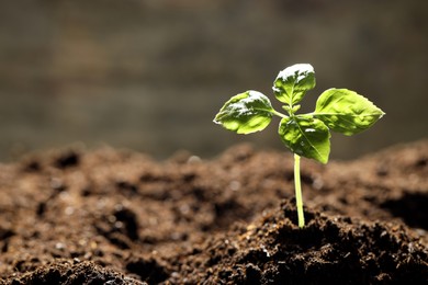 Photo of Young plant with green leaves growing from soil outdoors, closeup. Space for text