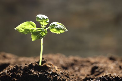 Photo of Young plant with green leaves growing from soil outdoors, closeup. Space for text