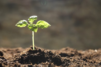 Photo of Young plant with green leaves growing from soil outdoors, closeup. Space for text